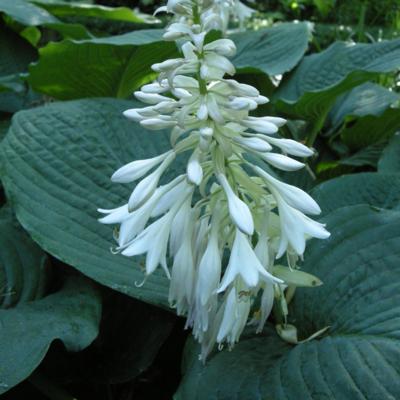 Hosta sieboldiana 'Elegans'